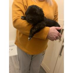 Puppies Caucasian shepherd x Saint Bernard x newfound land . VERY RARE