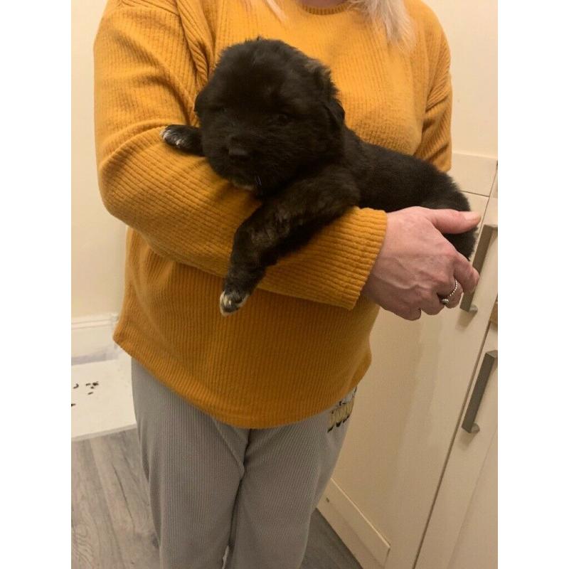 Puppies Caucasian shepherd x Saint Bernard x newfound land . VERY RARE