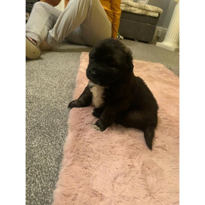 Puppies Caucasian shepherd x Saint Bernard x newfound land . VERY RARE