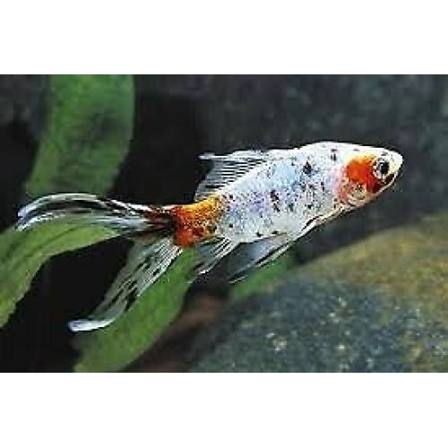 SHUBUMPKIN gold fish cold water pond aquarium fish