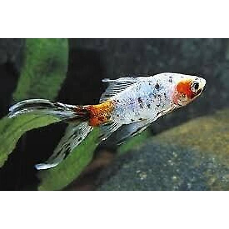 SHUBUMPKIN gold fish cold water pond aquarium fish