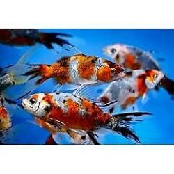 SHUBUMPKIN gold fish cold water pond aquarium fish
