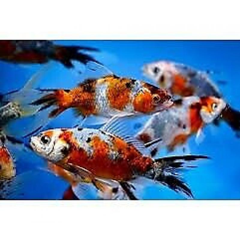SHUBUMPKIN gold fish cold water pond aquarium fish