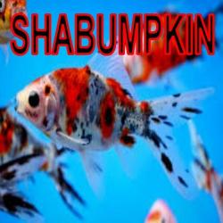 SHUBUMPKIN gold fish cold water pond aquarium fish