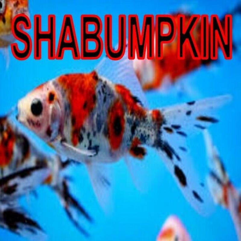 SHUBUMPKIN gold fish cold water pond aquarium fish