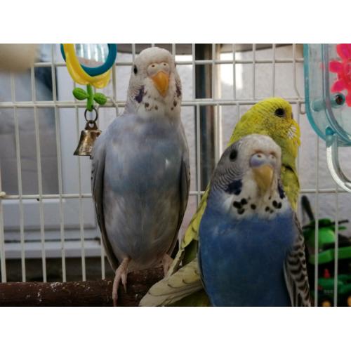 Beautiful mixed colours and any age of budgies