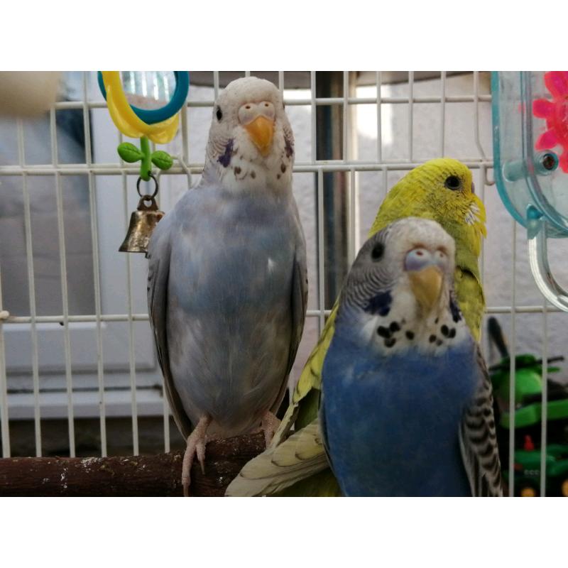 Beautiful mixed colours and any age of budgies