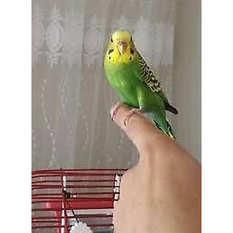 Beautiful mixed colours and any age of budgies