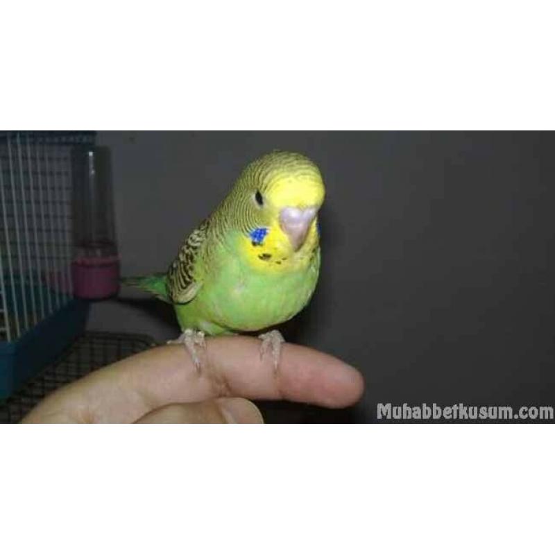 Beautiful mixed colours and any age of budgies