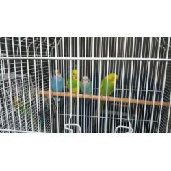 Beautiful mixed colours and any age of budgies