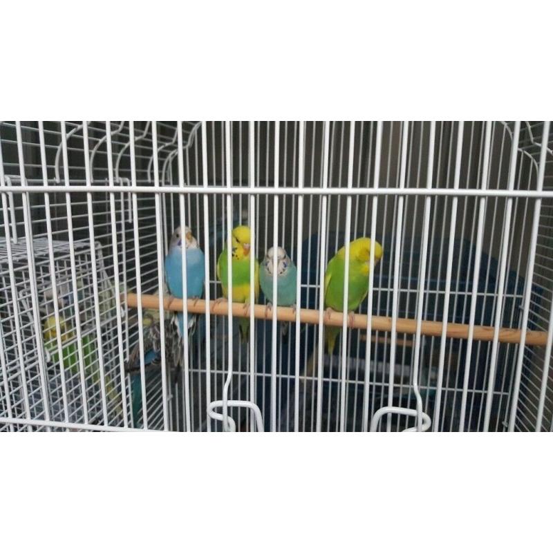 Beautiful mixed colours and any age of budgies