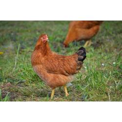 Point of Lay Hybrid Chickens **PRICE DROP**