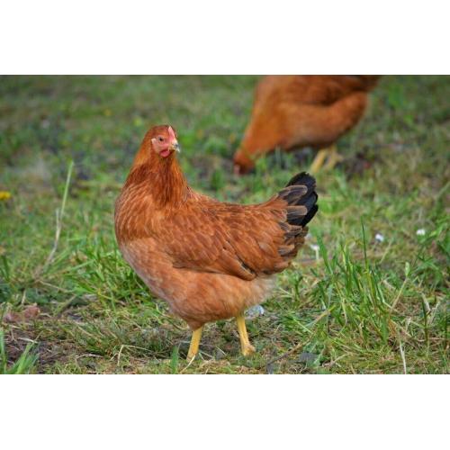 Point of Lay Hybrid Chickens **PRICE DROP**