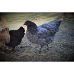 Point of Lay Hybrid Chickens **PRICE DROP**