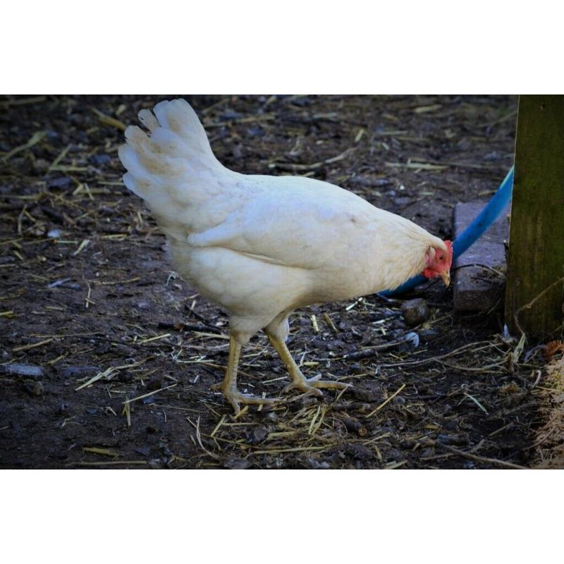 Point of Lay Hybrid Chickens **PRICE DROP**