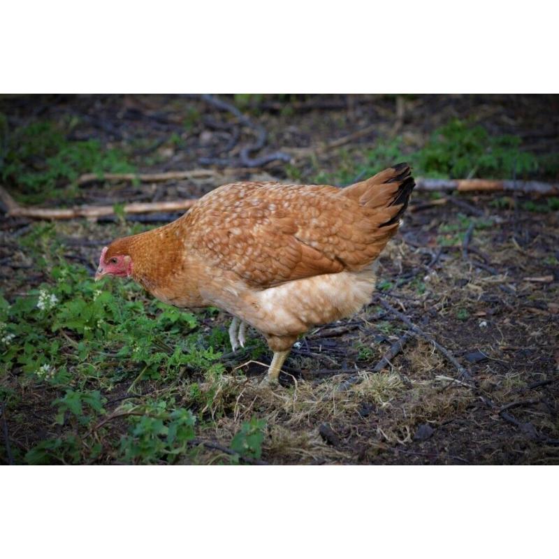 Point of Lay Hybrid Chickens **PRICE DROP**