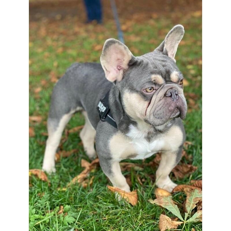 Awesome French Bulldog - Male