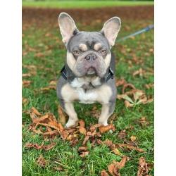 Awesome French Bulldog - Male