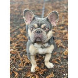 Awesome French Bulldog - Male