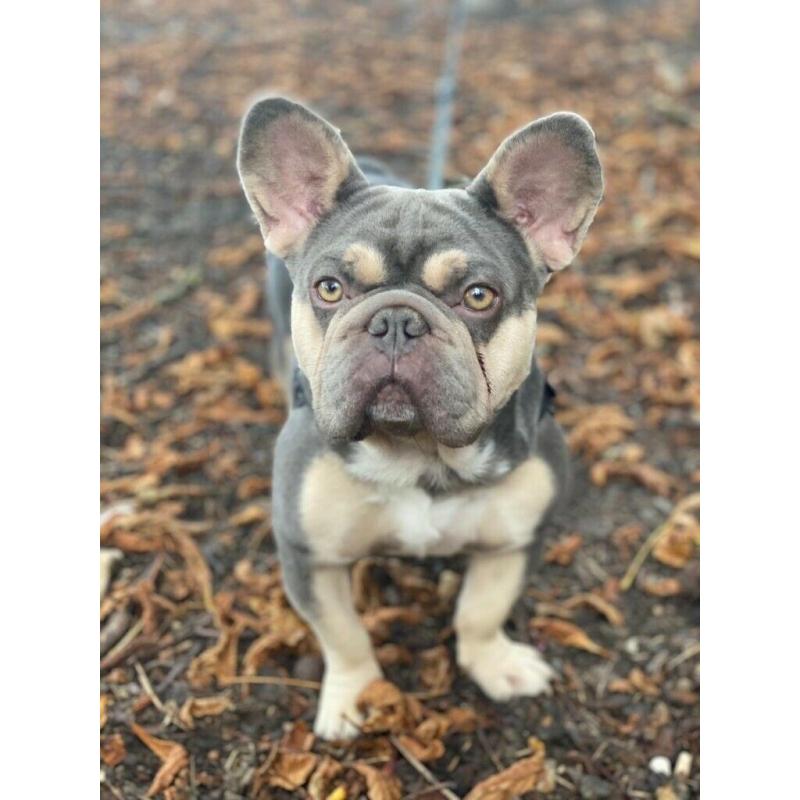 Awesome French Bulldog - Male