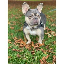 Awesome French Bulldog - Male