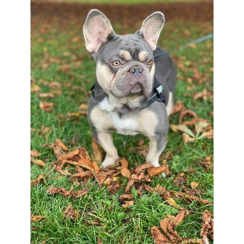 Awesome French Bulldog - Male