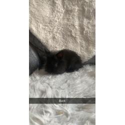 Mini lip cross lion head baby?s for sale