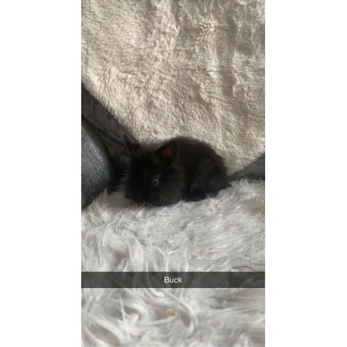 Mini lip cross lion head baby?s for sale
