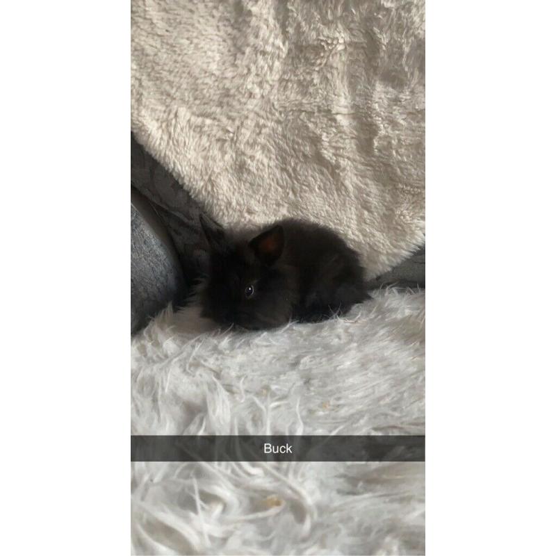 Mini lip cross lion head baby?s for sale