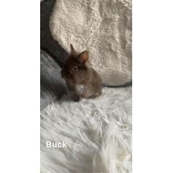 Mini lip cross lion head baby?s for sale
