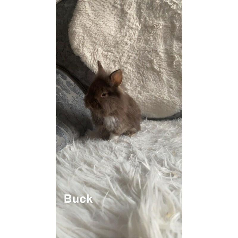 Mini lip cross lion head baby?s for sale