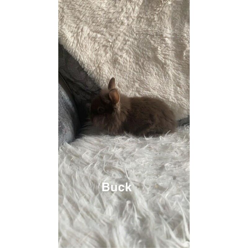 Mini lip cross lion head baby?s for sale