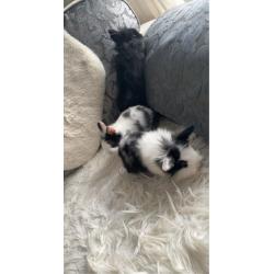 Mini lip cross lion head baby?s for sale