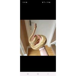 Mojave and pastel enchi lesser ball python