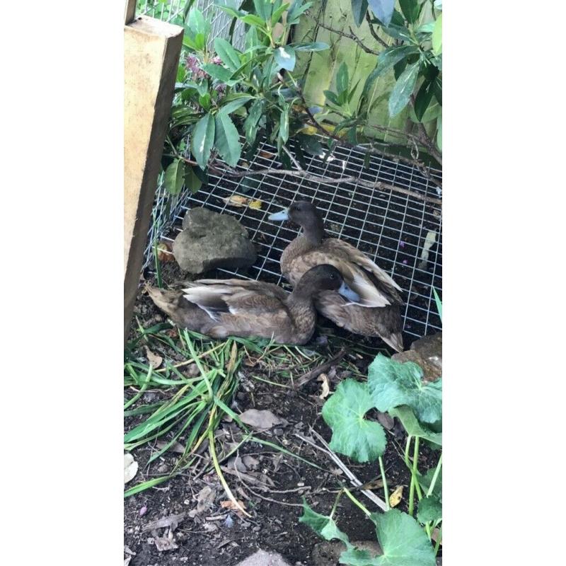 Two Khaki Campbell Drakes
