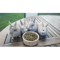 Cute Netherland Dwarf mix baby bunnies