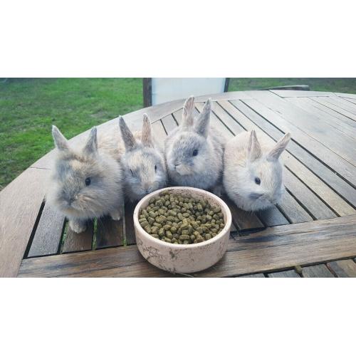 Cute Netherland Dwarf mix baby bunnies