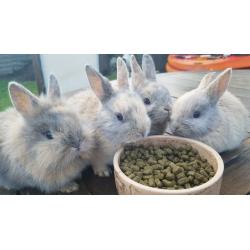 Cute Netherland Dwarf mix baby bunnies