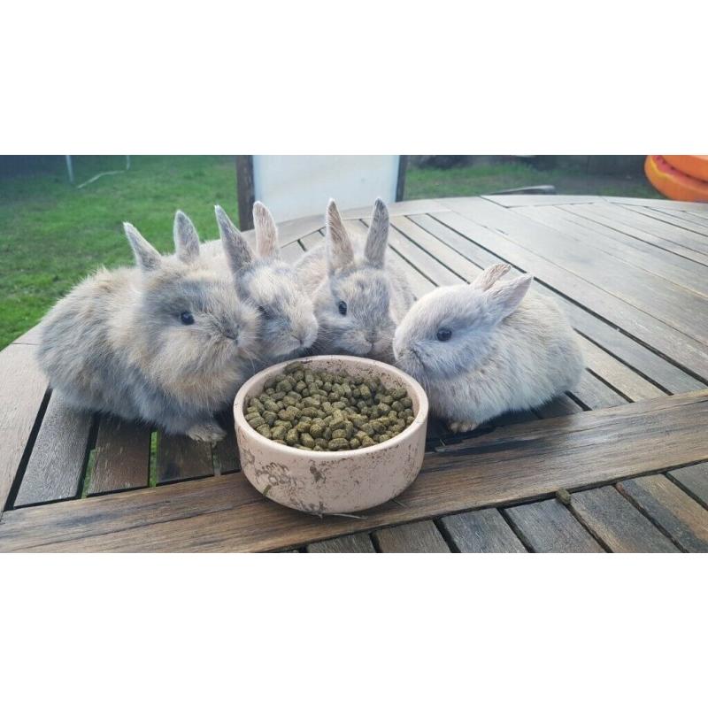 Cute Netherland Dwarf mix baby bunnies