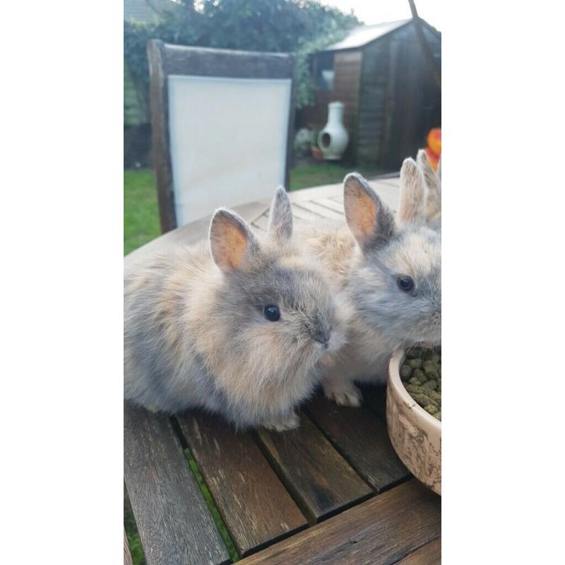 Cute Netherland Dwarf mix baby bunnies