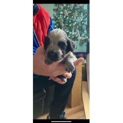 Last Blue Roan Cocker Spaniel pup