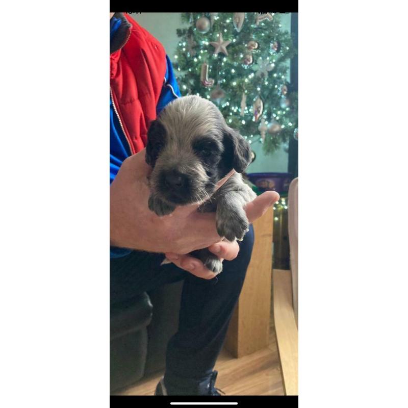 Last Blue Roan Cocker Spaniel pup