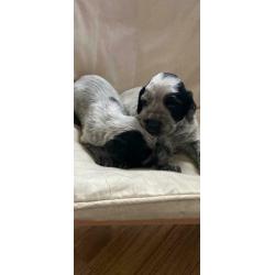 Last Blue Roan Cocker Spaniel pup