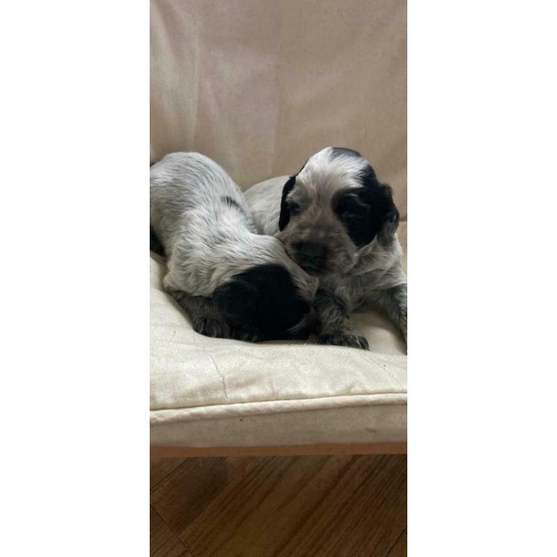 Last Blue Roan Cocker Spaniel pup