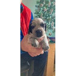 Last Blue Roan Cocker Spaniel pup
