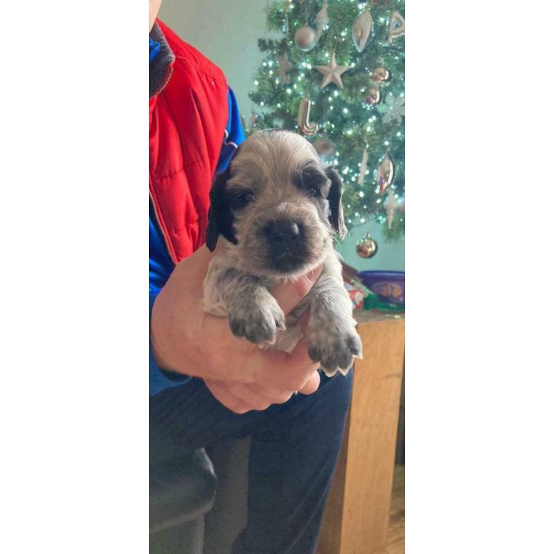 Last Blue Roan Cocker Spaniel pup