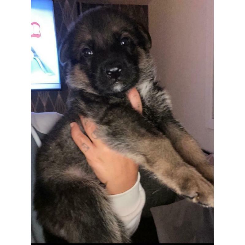 German Shepard puppy?s full pedigree!!
