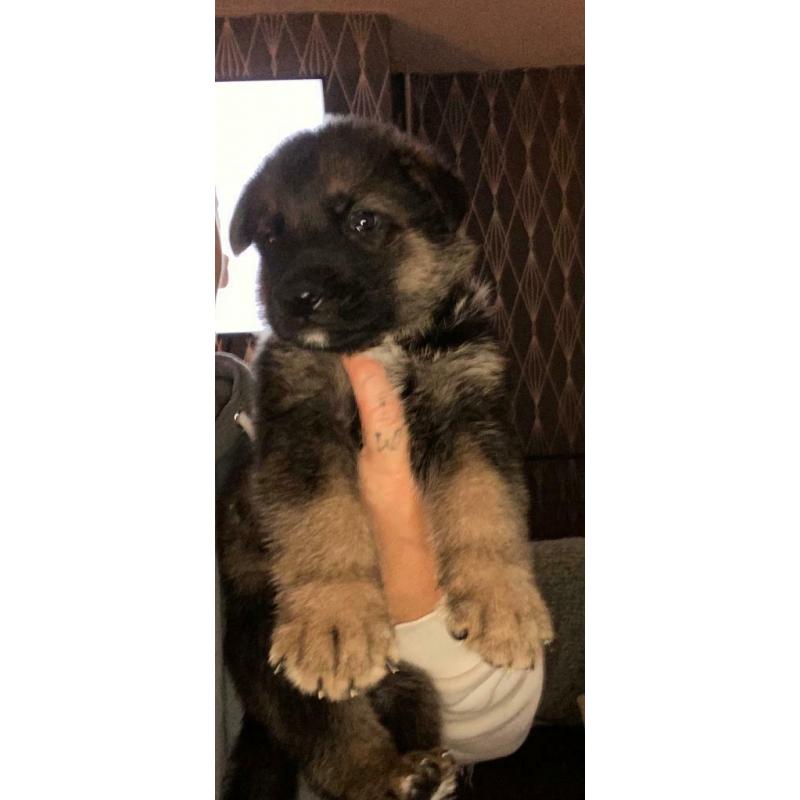 German Shepard puppy?s full pedigree!!