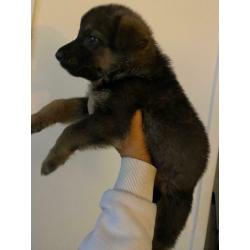 German Shepard puppy?s full pedigree!!