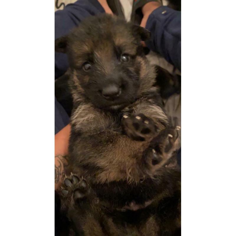 German Shepard puppy?s full pedigree!!